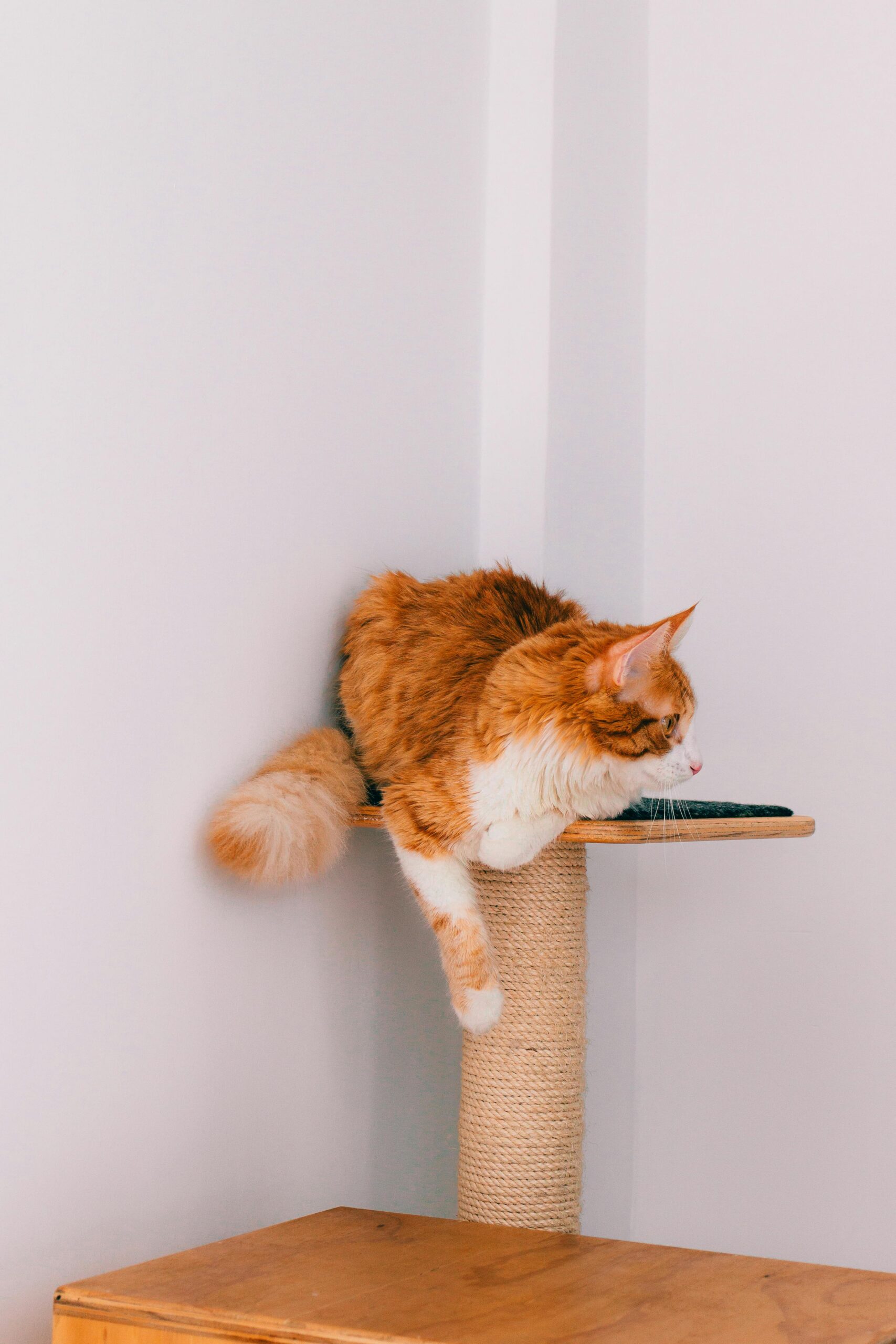 Gato en su torre