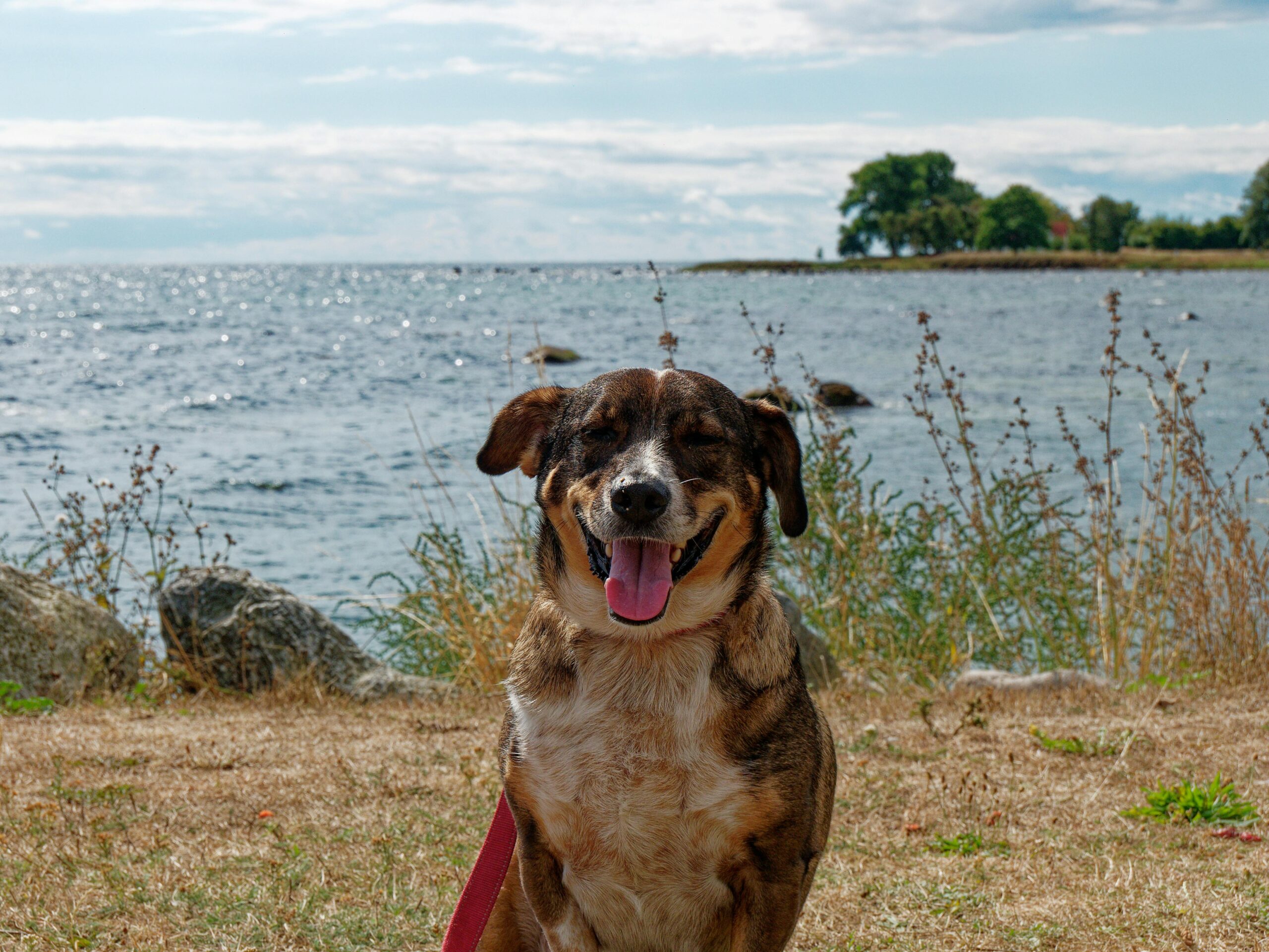 Perro sonriendo