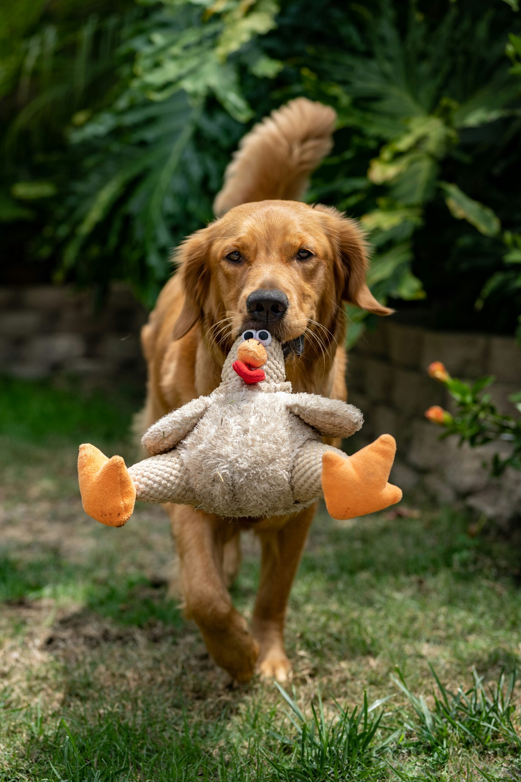 Perro con juguete